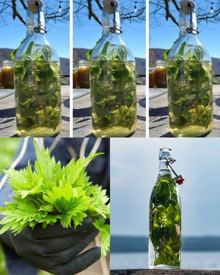 "Nettle in alcohol is stronger than any medicine," my grandfather used to say: "Remember this recipe for life!" 526593062 122143082258648998 3608258387772463679 n